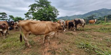 La recuperación de los animales afectados y las acciones de control reflejan el compromiso del MAGA por proteger al sector ganadero. / Foto: MAGA