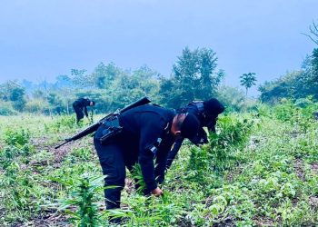 Erradicación de más de 21 mil plantas de marihuana. / Foto: PNC