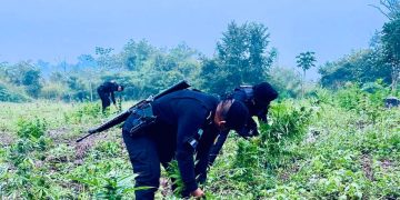 Erradicación de más de 21 mil plantas de marihuana. / Foto: PNC