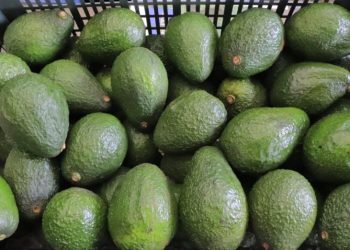 Guatemala inicia exportaciones de aguacate Hass a Estados Unidos en 2025. / Foto: MAGA