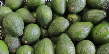 Guatemala inicia exportaciones de aguacate Hass a Estados Unidos en 2025. / Foto: MAGA