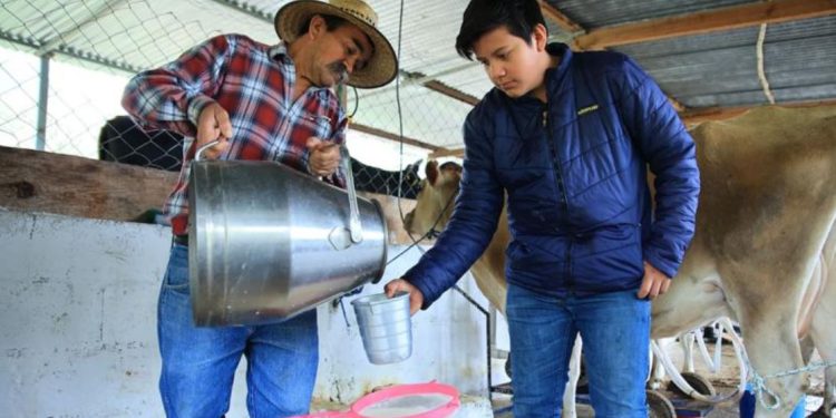La leche es mucho más que una bebida nutritiva; es un alimento completo que favorece el desarrollo y la salud general. / Foto: MAGA