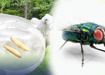 Qué hacer para prevenir casos del gusano barrenador. / Foto: MAGA.