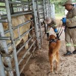 A un mes del inicio del gusano barrenador en Guatemala