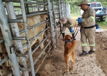 Siguen las inspecciones por el gusano barrenador del ganado. / Foto: MAGA.