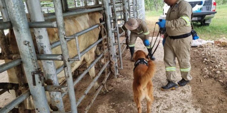 Siguen las inspecciones por el gusano barrenador del ganado. / Foto: MAGA.
