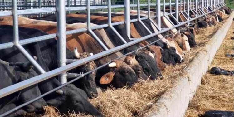 El MAGA también ha desplegado brigadas en el departamento de Petén, donde se confirmó un caso de GBG. / Foto: MAGA