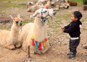 Las “llamas de los Cuchumatanes”, una experiencia única en Huehuetenango