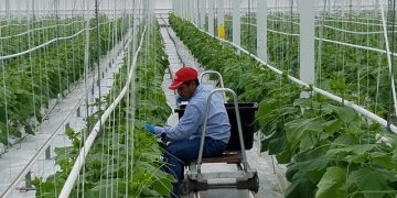 Gobierno de Guatemala sigue de cerca los anuncios del próximo gobierno de Donald Trump en Estados Unidos. / Foto: Archivo Minex.