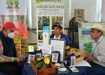 El ingreso al mercado estadounidense marca un hito para los productores guatemaltecos. / Foto: MAGA.