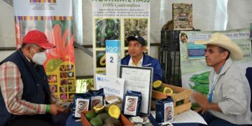 El ingreso al mercado estadounidense marca un hito para los productores guatemaltecos. / Foto: MAGA.