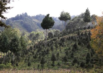 Jalapa se une a la campaña nacional para la protección del pinabete