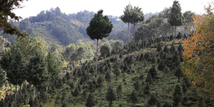 Jalapa se une a la campaña nacional para la protección del pinabete