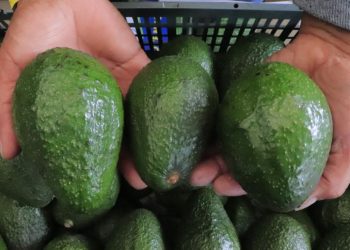 El MAGA busca impulsar la economía agrícola del país y garantizar que el aguacate Hass guatemalteco llegue a los consumidores internacionales. / Foto: MAGA