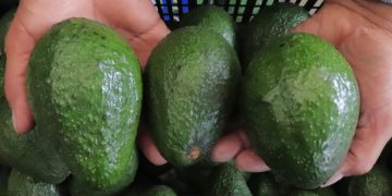 El MAGA busca impulsar la economía agrícola del país y garantizar que el aguacate Hass guatemalteco llegue a los consumidores internacionales. / Foto: MAGA