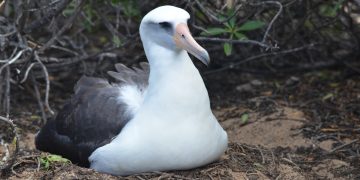 Albatros de Laysan. / Foto: iNaturalist Ecuador.