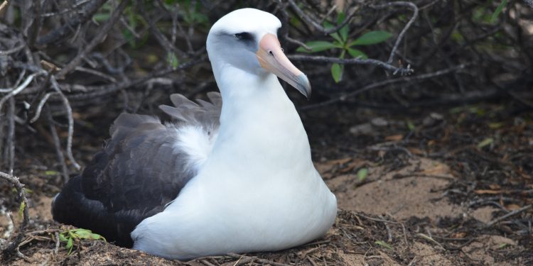 Albatros de Laysan. / Foto: iNaturalist Ecuador.