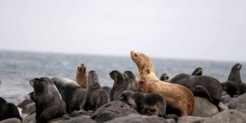 Científicos piden cambios urgentes y aumentar la inversión para salvar la biodiversidad de la tierra.