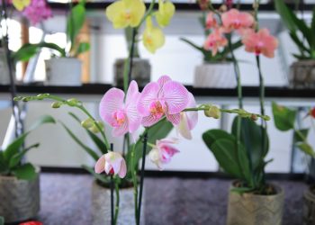 El cultivo responsable y sostenible de estas especies es clave para garantizar la protección del medio ambiente. / Foto: MAGA