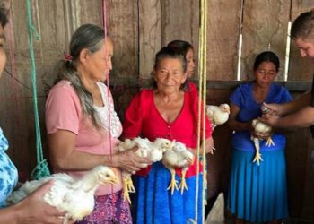 Comunitarios de Petén reciben asistencia técnica en cuidado de aves de corral. / Foto: MAGA.