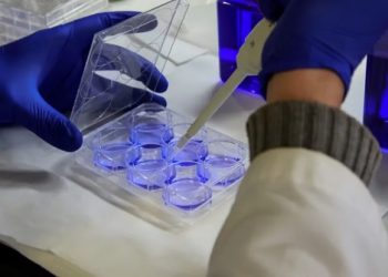 Descubren proceso genético para el desarrollo del cráneo.