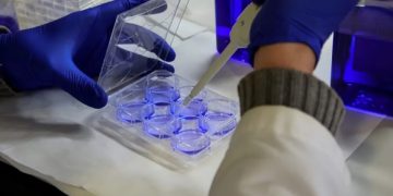 Descubren proceso genético para el desarrollo del cráneo.