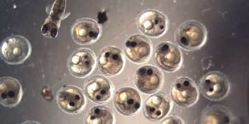 Embriones de peces deciden el momento preciso para eclosionar. / Foto: Agencia SINC.