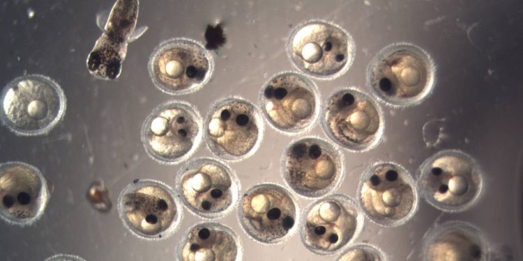 Embriones de peces deciden el momento preciso para eclosionar. / Foto: Agencia SINC.