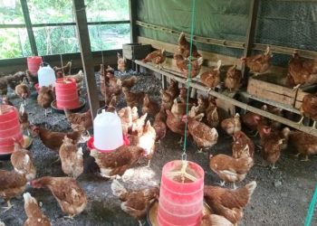 Además de la vacunación, el personal del MAGA brindó orientaciones sobre las mejores prácticas de manejo avícola. / Foto: MAGA.