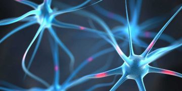 Descubren trece proteínas relacionadas con el envejecimiento cerebral en los humanos