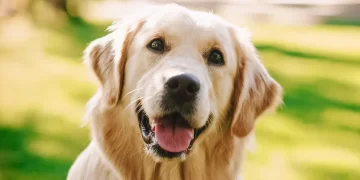 Las mascotas necesitan cuidados especiales cuando se sale de viaje. / Foto: Fundación Affinity.