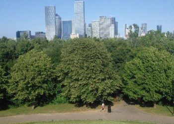 No todos los tipos de árbol ayudan a refrescar las ciudades por la noche