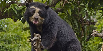 Oso andino, también llamado oso de anteojos. / Foto: Corponor.