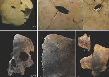 Parte de los huesos hallados en Charterhouse Warren, Inglaterra. / Foto: Countryfile.com.