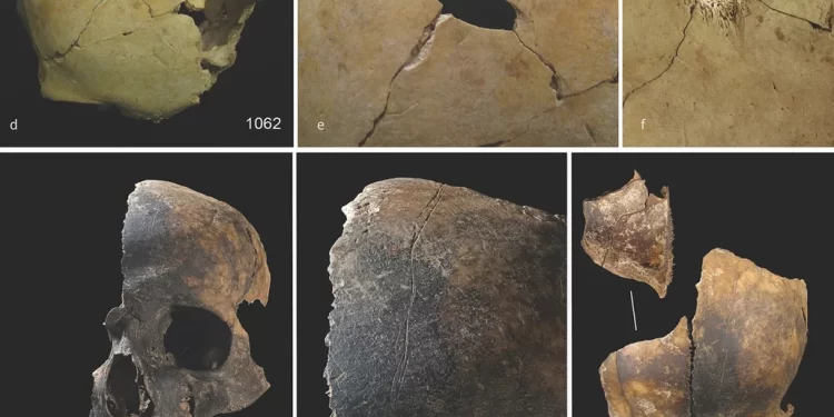 Parte de los huesos hallados en Charterhouse Warren, Inglaterra. / Foto: Countryfile.com.