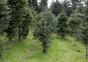 Fomentan la conservación, protección y manejo sostenible del pinabete