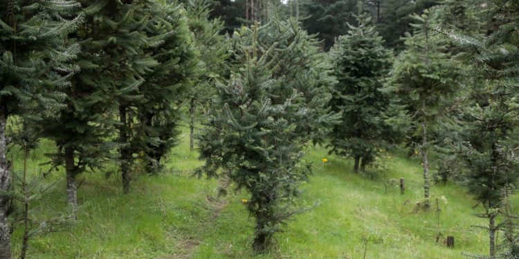 Fomentan la conservaciÃ³n, protecciÃ³n y manejo sostenible del pinabete