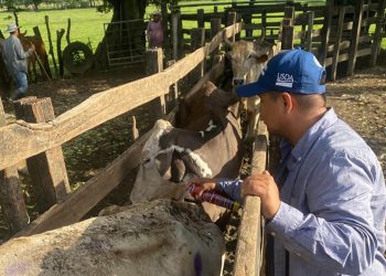 Siguen las inspecciones para combatir al gusano barrenador del ganado. / Foto: MAGA.