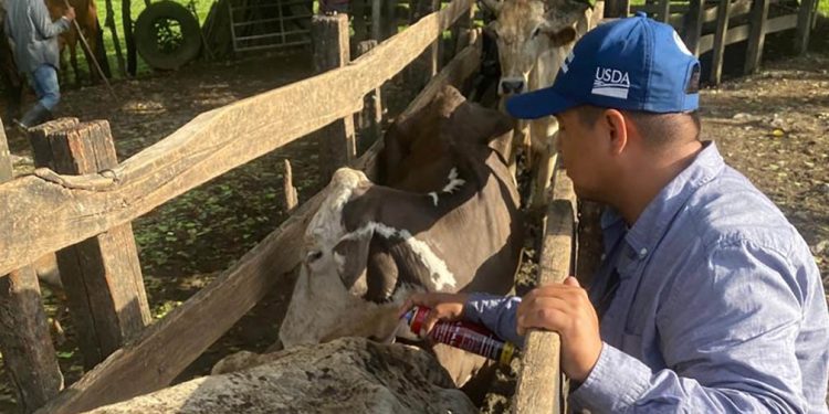 Siguen las inspecciones para combatir al gusano barrenador del ganado. / Foto: MAGA.