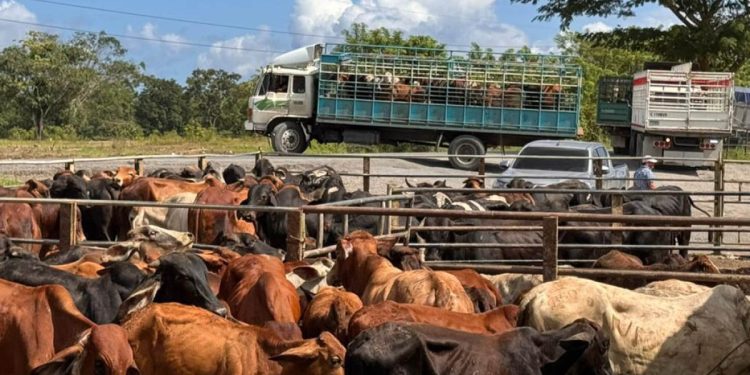 MAGA ha detectado y tratado 44 casos del gusano barrenador