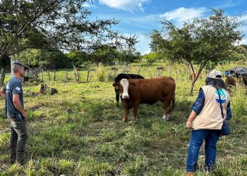 Se inspeccionaron 28 bovinos, tanto machos como hembras, de las razas Simmental y Angus Negro. / Foto: MAGA