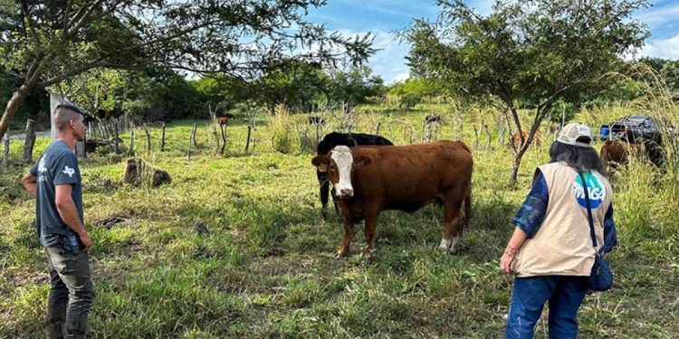 Se inspeccionaron 28 bovinos, tanto machos como hembras, de las razas Simmental y Angus Negro. / Foto: MAGA
