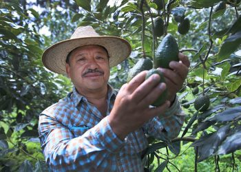 El aguacate Hass guatemalteco podría convertirse en un actor clave en la cadena global de suministro de este producto. / Foto: MAGA.