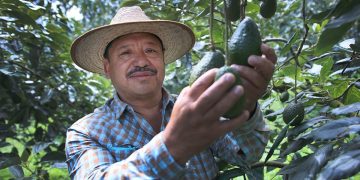 El aguacate Hass guatemalteco podría convertirse en un actor clave en la cadena global de suministro de este producto. / Foto: MAGA.