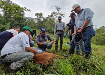 El MAGA, a través del Visar, ha reforzado sus acciones para combatir el gusano barrenador del ganado. / Foto: MAGA