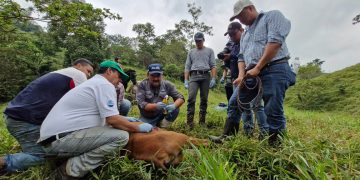 El MAGA, a través del Visar, ha reforzado sus acciones para combatir el gusano barrenador del ganado. / Foto: MAGA