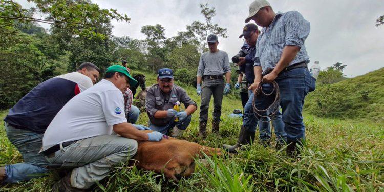 El MAGA, a través del Visar, ha reforzado sus acciones para combatir el gusano barrenador del ganado. / Foto: MAGA