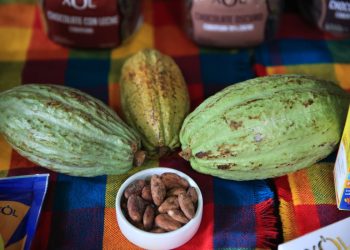 La producción de cacao y chocolate tiene potencial de exportación. Foto: cortesía Maga