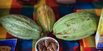 La producción de cacao y chocolate tiene potencial de exportación. Foto: cortesía Maga