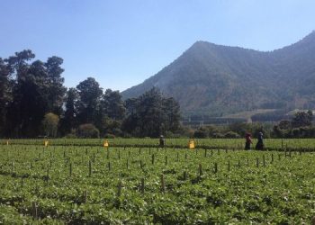 El MAGA ha identificado los cultivos más vulnerables durante este periodo, destacando hortalizas, maíz, frijol, café y pastos. / Foto: MAGA